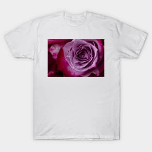 Dew Drops On Purple Red Rose T-Shirt